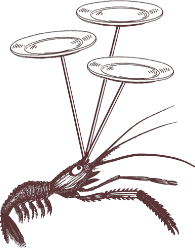 shrip-w-dish