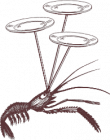 shrip-w-dish